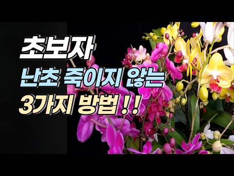 초보자 죽이지 않고 난초 키우기 3가지 팁