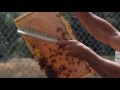 Apprentice beekeeping course at university of montana