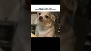 like i promise i’m telling the truth#memes#meme#relatable#funny#fory#trending#trend#shorts#reels#fyp