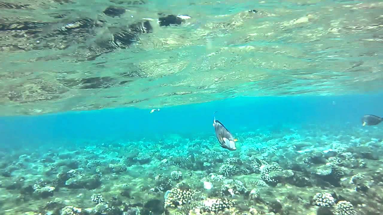 Фото Красного Моря В Египте Под Водой