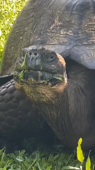 the baby turtle and transform big turtle #phonk #phonkmusic #edit YouTube #sorts☠️💀☠️