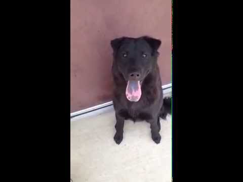 rottweiler puppies for sale billings mt shar pei funnydog tv rottweiler puppies for sale billings mt shar pei funnydog tv