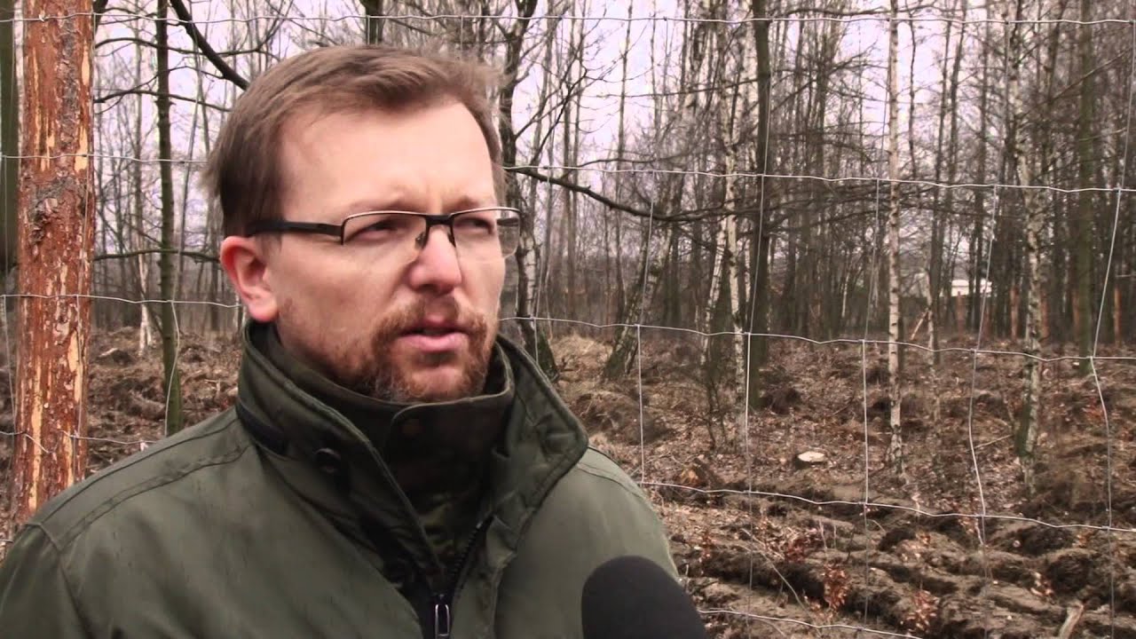 Huta sadzi nowe drzewa