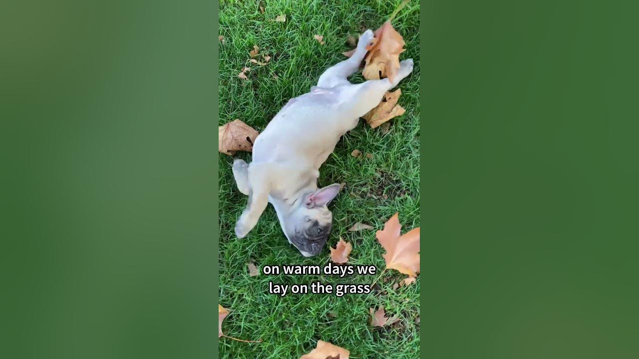 why-dogs-don-t-live-as-long-as-humans-frenchiepuppy-dogslife
