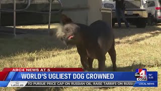 World's ugliest dog crowned
