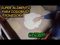 ALIMENTO CASERO PARA CODORNICES PONEDORA | LA FORMULA SECRETA QUE NADIE TE CUENTA | PASO A PASO