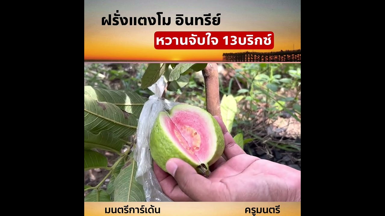 ฝรั่งแตงโมอินทรีย์ หวานมาก