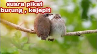 suara burung kejepit