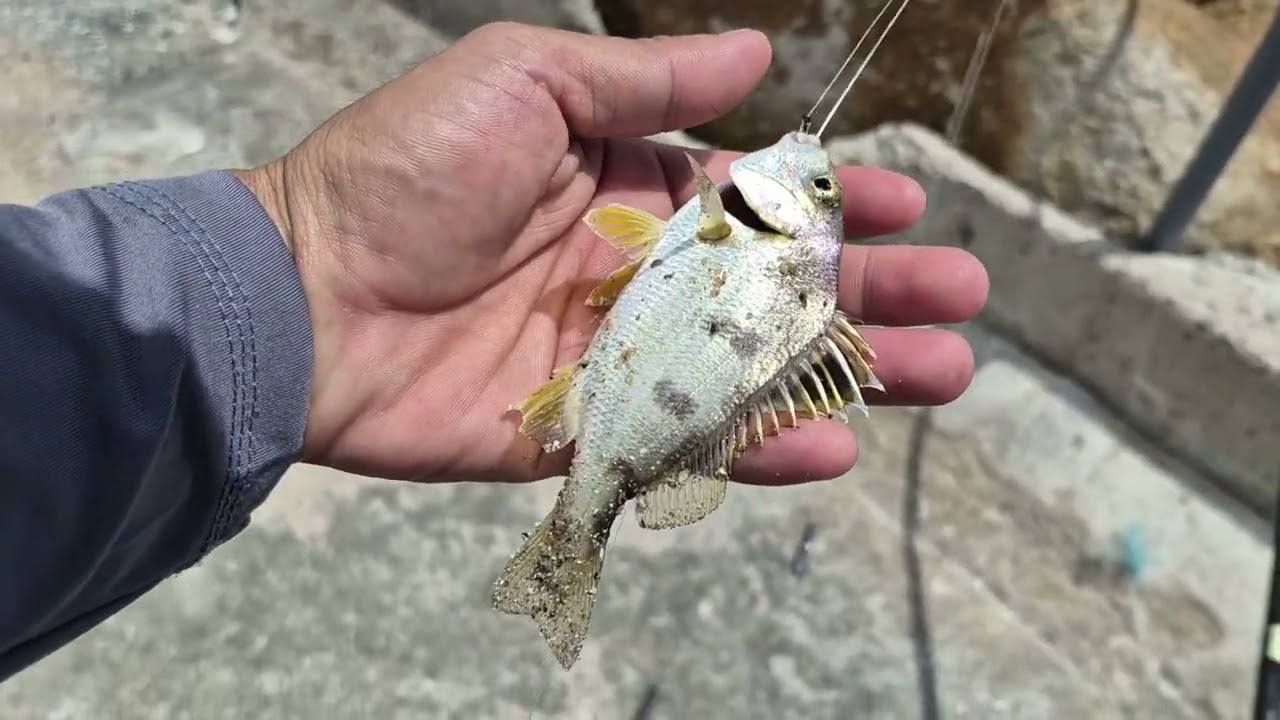 Câu bạt bãi trúng nhiều cá vặt 