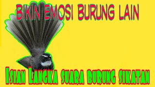 Suara burung Sikatan/Kipasan || Isian langka burung Sikatan bikin Emosi burung lain
