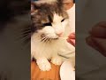 Does Kitty Cat Like Chicken? #shorts #animals #pets