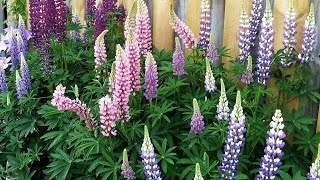 Russell Lupines