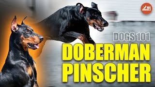 DOBERMAN PINSCHER - Unleashing the True Nature of the Breed 101 by Animals101 11,853 views 1 year ago 3 minutes, 1 second