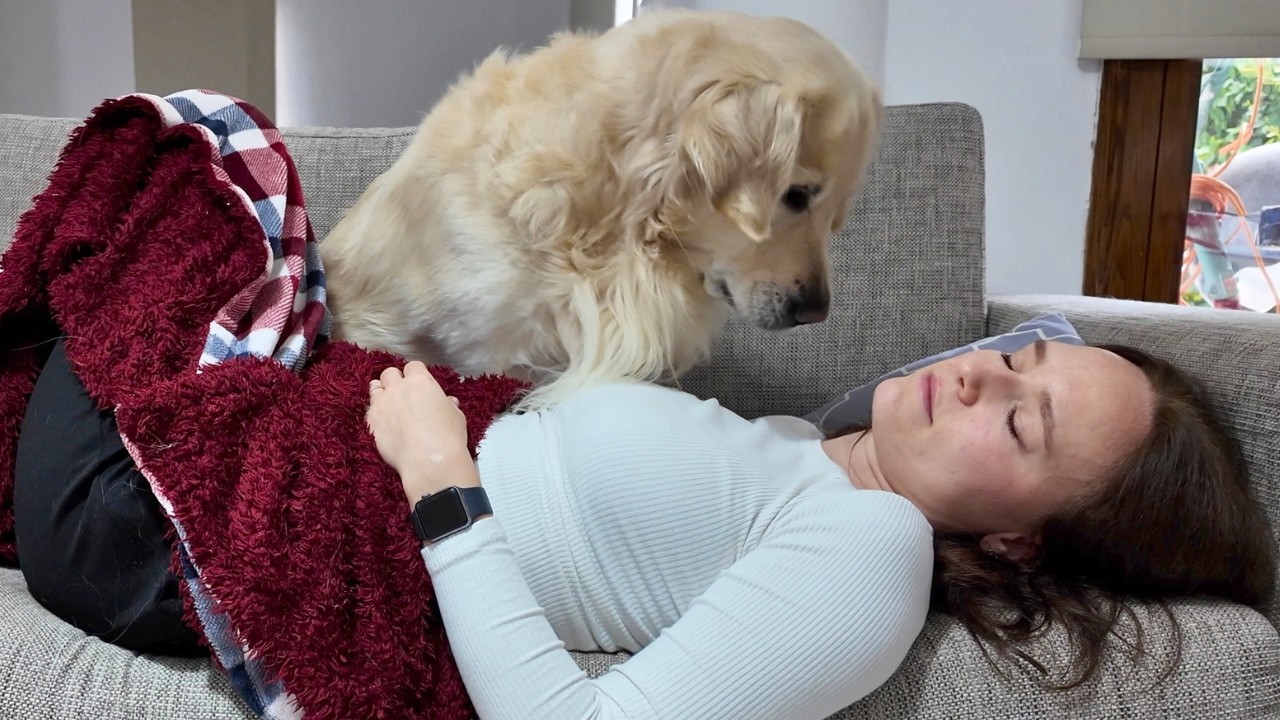 This is What Waking Up With a Golden Retriever Looks Like