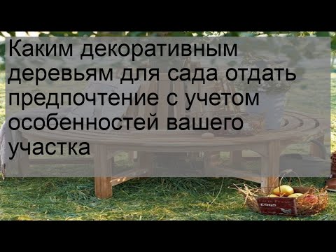 Видео: Vitex Chaste Trees - Информация о выращивании целомудренного дерева