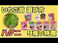 【家庭菜園のイチゴ】ホームセンターで苗を選ぶ方法と品種の特徴、病気と害虫の見つけ方【10月に植えよう】