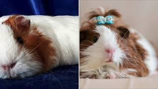 Boy VS Girl Guinea Pigs