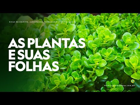 Vídeo: Forma das folhas das plantas