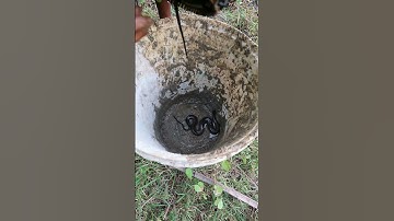 Easy Snake Trap With Ancient Bamboo Trap #shorts
