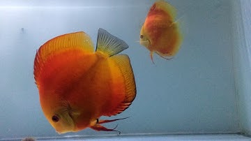 Cá Dĩa Đẻ Đậu Gần Như 100% Và Cách Chăm Sóc Từ Ngày Thứ 2