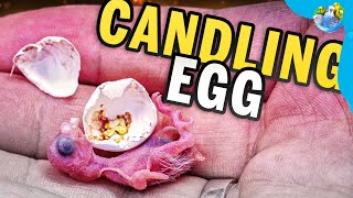 Miracle in an Egg! What Hatched From This Budgie Shell? | Part 2 | by Alen AxP 10,689 views 5 months ago 6 minutes, 12 seconds