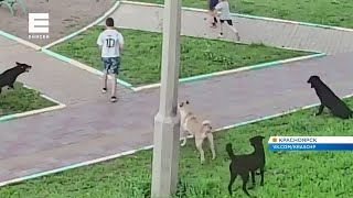 Стая собак оккупировала двор в Красноярске и держит в страхе целый микрорайон