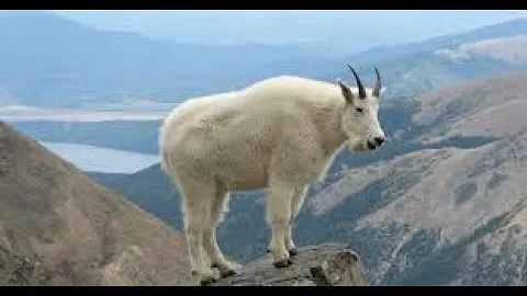 I AM THE GOAT || PISTOL ROUND ACE || VALORANT