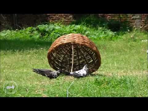 Image result for basket used to entrap bird, string