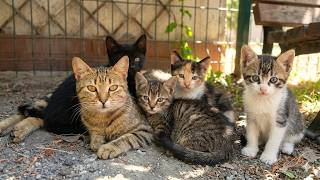 Milk Time Has Come! Mother Cat's Tender Touch to Her Kittens ❤️