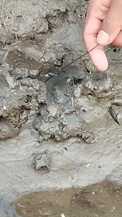 mancing belut babon‼️ #shorts #belut #mancing