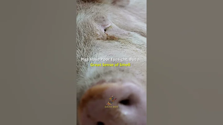 10 Facts That Will Change The Way You Look At Pigs ⚡️#Shorts #pigs