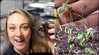 Potting Up Lisianthus : Dreaded Fungus Gnats : Ranunculus Update : Flower Hill Farm