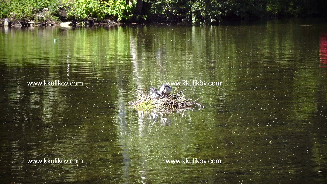 Natatorial birds of Eurasian coot builds nests for the ptets.The Eurasian coot Fulica atra, also
