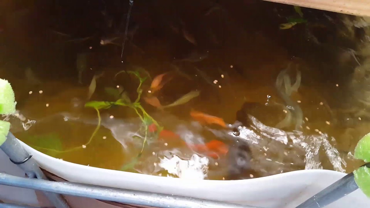 All Tilapia are having babies YouTube
