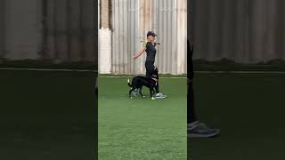 Бордер Колли Брина: Секреты Дрессировки!
