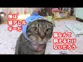 ♯64【猫のほのぼのする話】俺は猫アレルギーだ 猫なんて飼えるわけないだろう