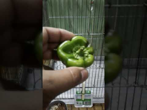 ماذا يأكل البلبل ابيض الخدين قبابي تفاح تمر بلت