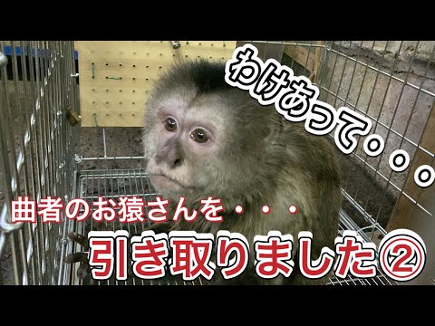 おサルさん お猿さん 写真素材 [ 203189 ] - フォトライブラリー photolibrary