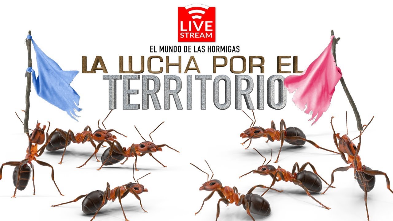 LIVE - EN VIVO La Lucha Por el Territorio - Primer reality de Hormigas del mundo.