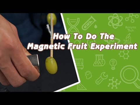 Magnetic Fruit - Science Experiment for Kids