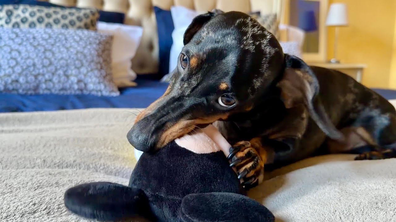 A NEW TOY… AND THIS MINI DACHSHUND DESTROYED IT