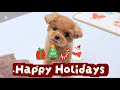 6歳トイプードル×メリークリスマス🎅🏻🎄🤍