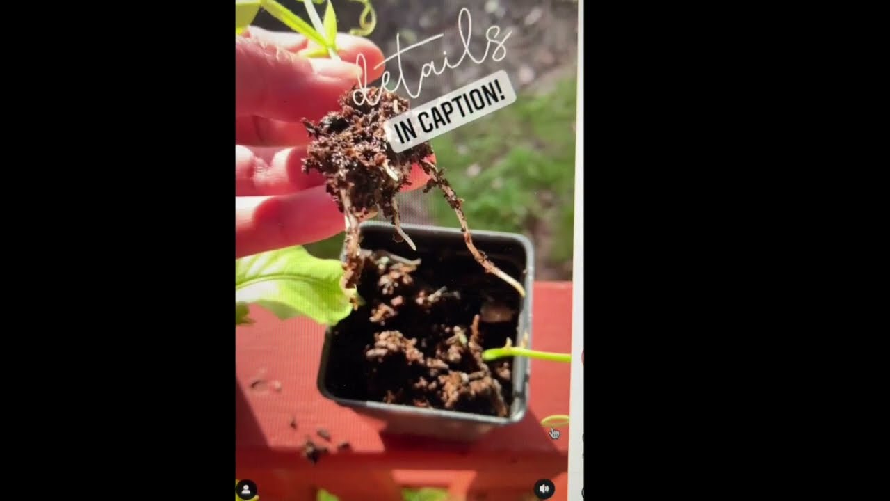 Propagate Cuttings w/Vitality (natural hormones vs synthetic Rooting Hormone