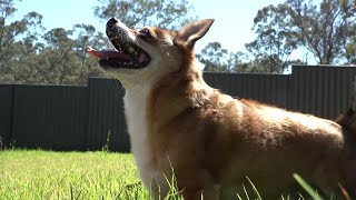 Stress affects your pet. Zylkene® can help.