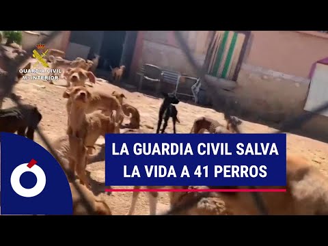 La Guardia Civil salva la vida a 41 perros que vivían pésimas condiciones higiénicas