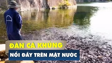 Ấn tượng đàn cá trê 