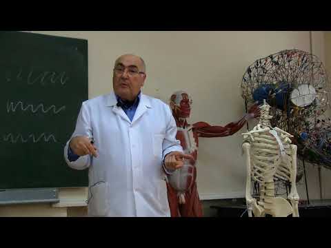 მიოლოგია მეორე ნაწილი