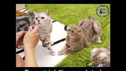 Catnip Lollipops For Cats!