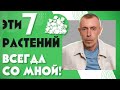 Всего 7 Растений, Которые Всегда Должны Быть Дома!