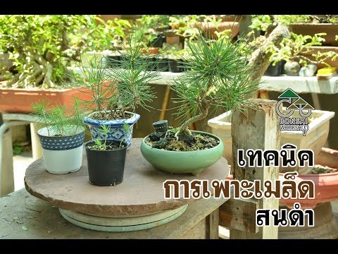 Gu Bonsai Workshop :เทคนิคการเพาะเมล็ดสนดำ